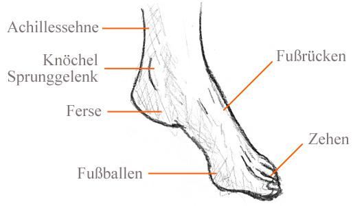 Elemente eines Fußes