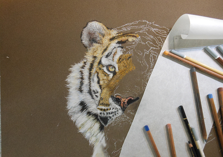 Tiger mit Pastellkreide malen