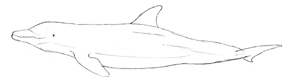 Einen Delfin zeichnen & malen