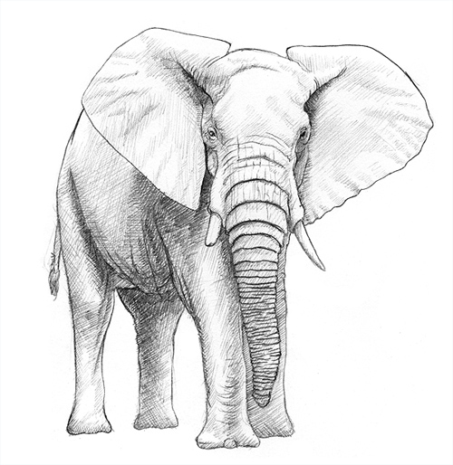 Elefant malen & zeichnen lernen