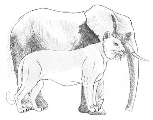 Elefant Proportionen