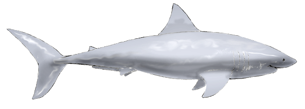 Einen Hai malen