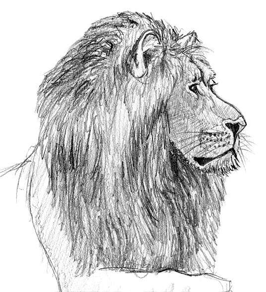 Einen Löwen malen & zeichnen