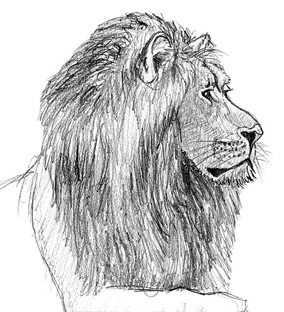 Zeichnung Löwe