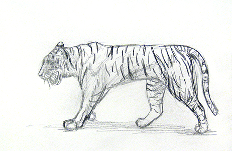 Fertig gezeichneter Tiger