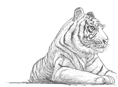 Zeichnung Tiger